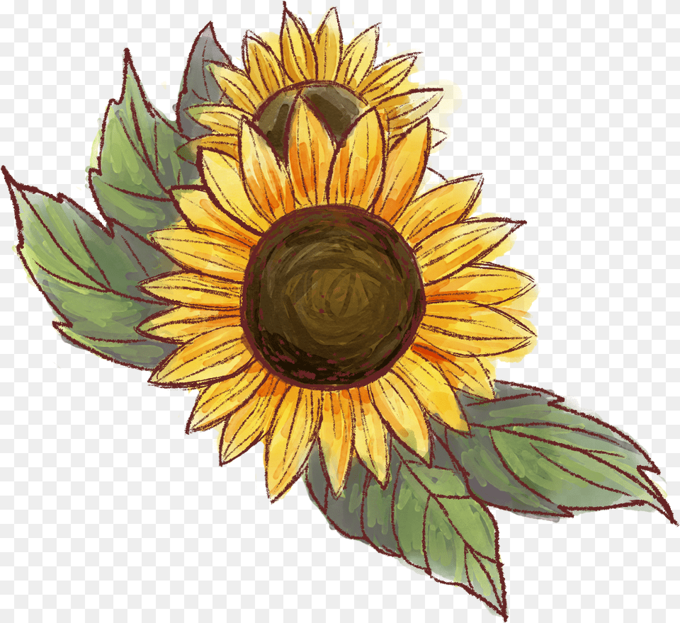 Rayn Deodorant Worry Natural Protection Portable Network Graphics, Flower, Plant, Sunflower Free Transparent Png