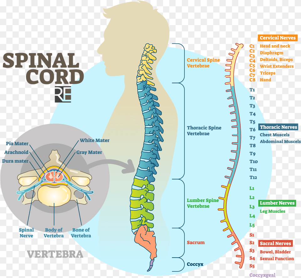 Raynes Erickson Spinal Cord Diagram Illustration, Chart, Person, Plot, Face Free Png