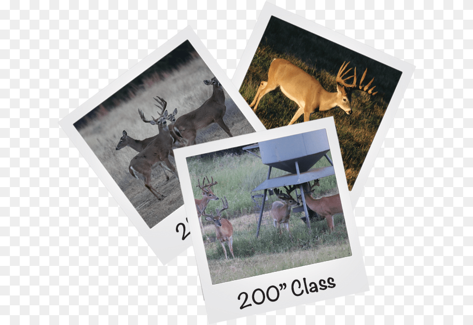 Rayonier Polaroids Elk, Animal, Mammal, Deer, Wildlife Png Image