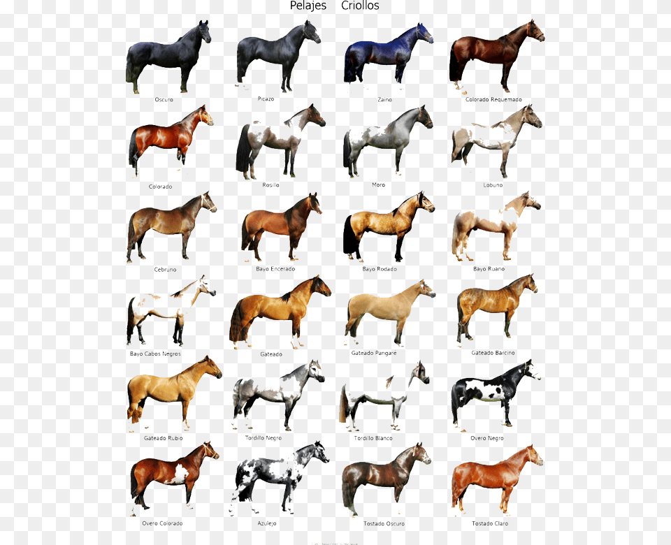 Razas De Caballos, Animal, Horse, Mammal, Herd Free Png