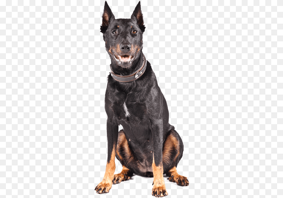 Razas De Trabajo Australian Kelpie, Animal, Canine, Dog, Mammal Png Image