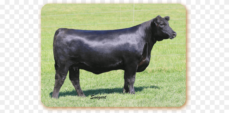 Rb Lady Confidence Dairy Cow, Angus, Animal, Bull, Cattle Free Png
