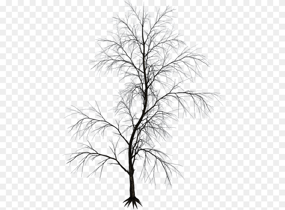 Rbol Aislado Rbol Tribu Esttica Ramas Silueta Aesthetic Tree, Ice, Nature, Outdoors, Weather Free Png