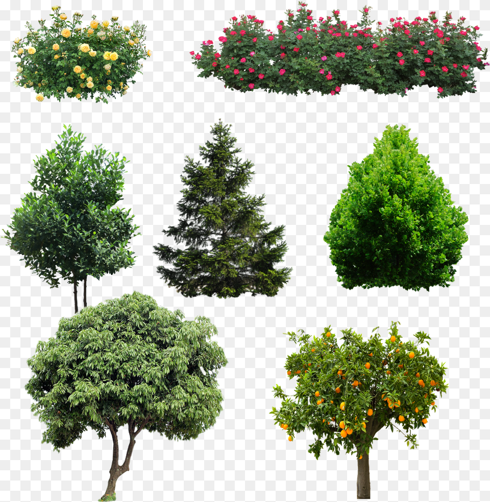 Rbol De Litchi, Conifer, Vegetation, Tree, Potted Plant Free Png