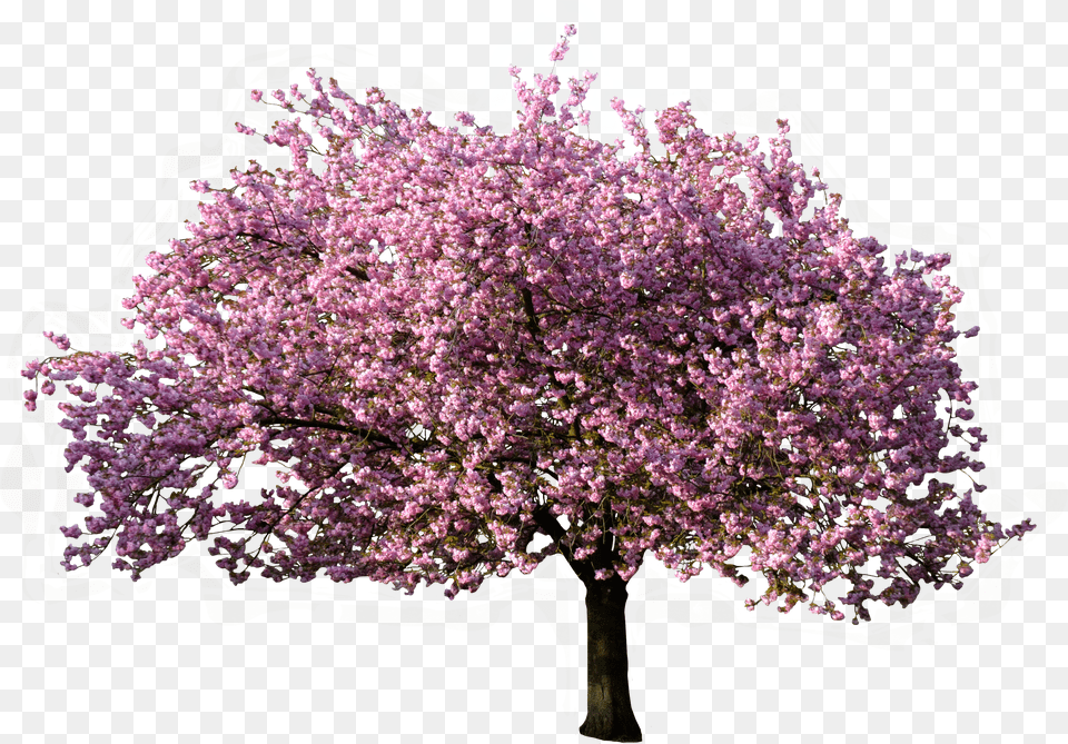 Rbol Floreciendo En Primavera Background Blossom Tree Free Png