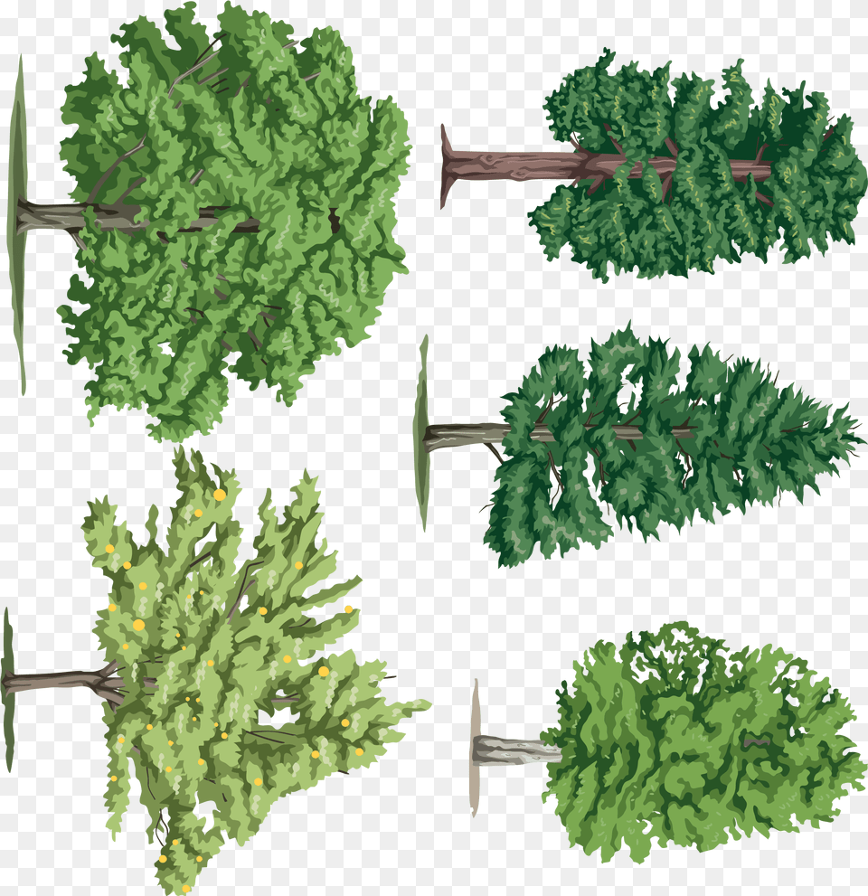 Rbol Leaf Vegetable, Conifer, Vegetation, Tree, Green Free Png Download