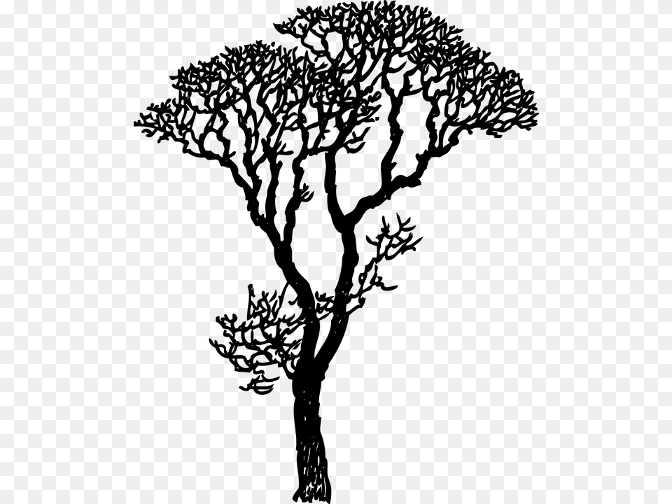 Rbol Negro Silueta De Altura Ramas Naturaleza Drawing Trees, Gray Free Png Download