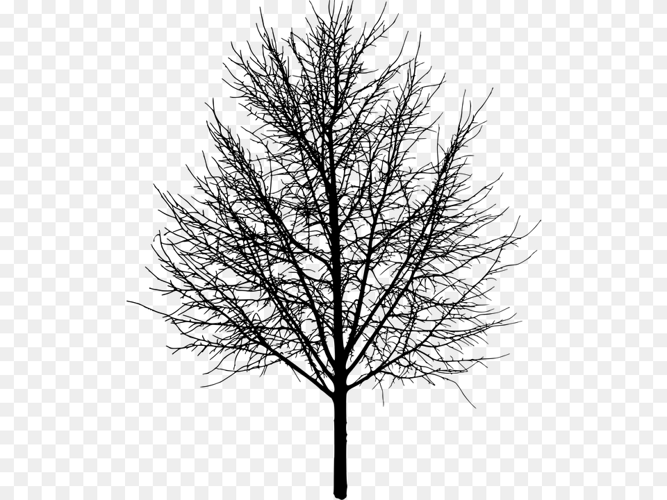 Rbol Rboles Naturaleza Paisaje Hacer Recorte Tree With No Leaves, Gray Png Image