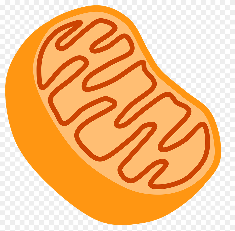 Re Energizing Our Mitochondria, Food, Ketchup, Produce, Sweets Free Png