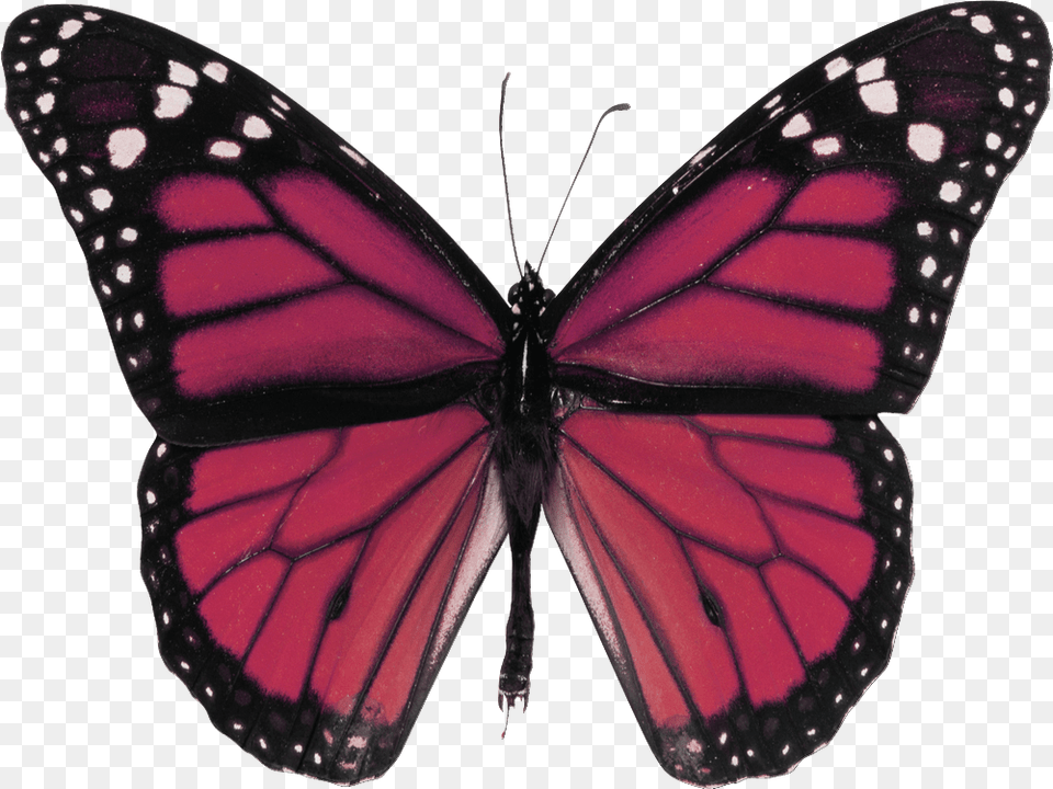 Read It Red Butterfly, Animal, Insect, Invertebrate, Monarch Png