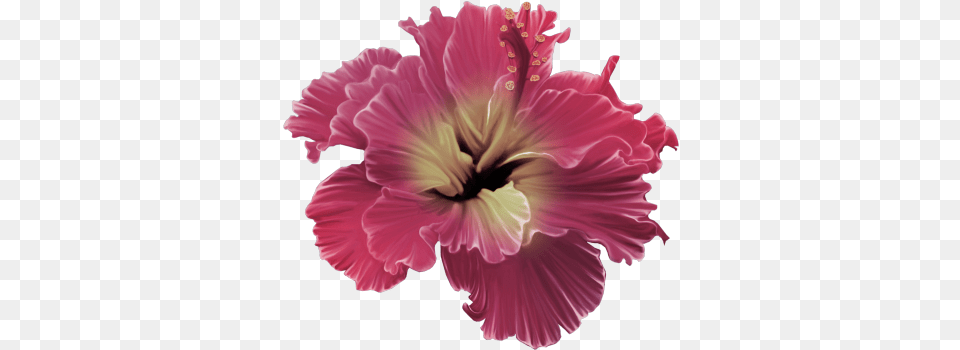 Read It Red Tropical Flower Full Size Download Flores Tropicales, Plant, Hibiscus Png