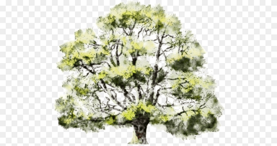 Read It Watercolor Tree Drawing Full Size Watercolor Architecture Trees, Oak, Plant, Sycamore, Tree Trunk Free Png Download
