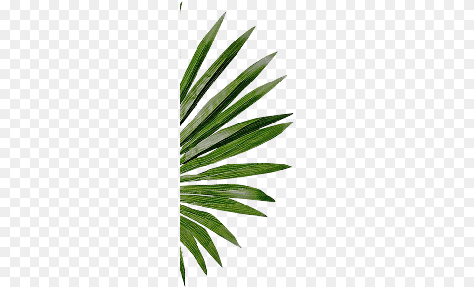 Read More, Leaf, Palm Tree, Plant, Tree Free Transparent Png
