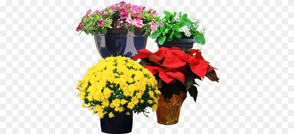 Read More North Carolina, Flower, Flower Arrangement, Flower Bouquet, Plant Free Png