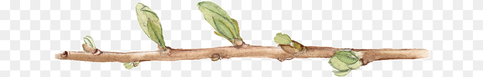 Read More Twig, Leaf, Plant, Tree, Bud Png