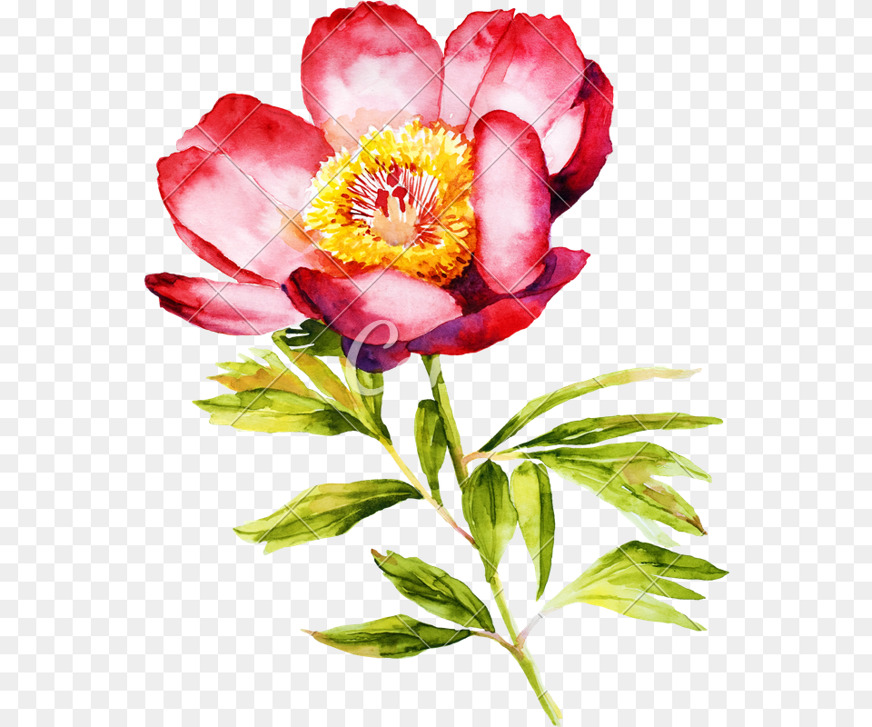 Read Peony Watercolor, Flower, Plant, Petal, Anemone Free Transparent Png