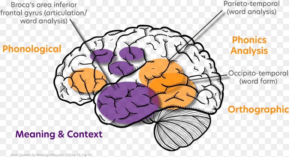 Reading Brain Food, Face, Head, Person Free Transparent Png