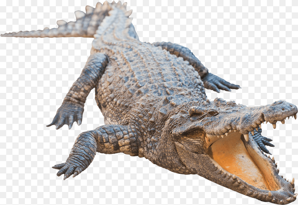Real Alligator Image Alligator, Animal, Dinosaur, Reptile, Crocodile Free Transparent Png
