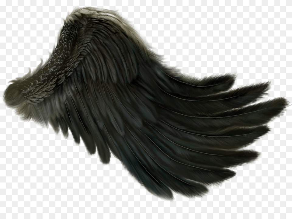 Real Angel Wings Side View Pictures To Pin Society6 Reach Your Dreams Throw Blanket 51quot X, Animal, Bird, Vulture, Eagle Free Transparent Png