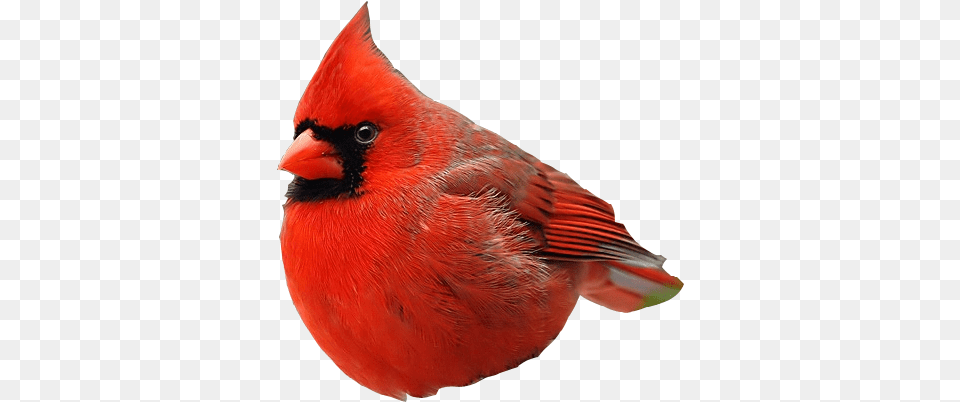 Real Angry Birds Realangrybirds Twitter Angry Bird Real, Animal, Cardinal Png