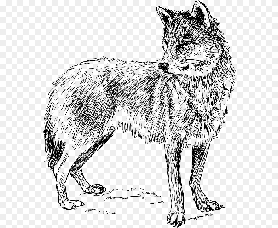 Real Animal Colouring Pages, Mammal, Wolf, Coyote, Cat Free Transparent Png