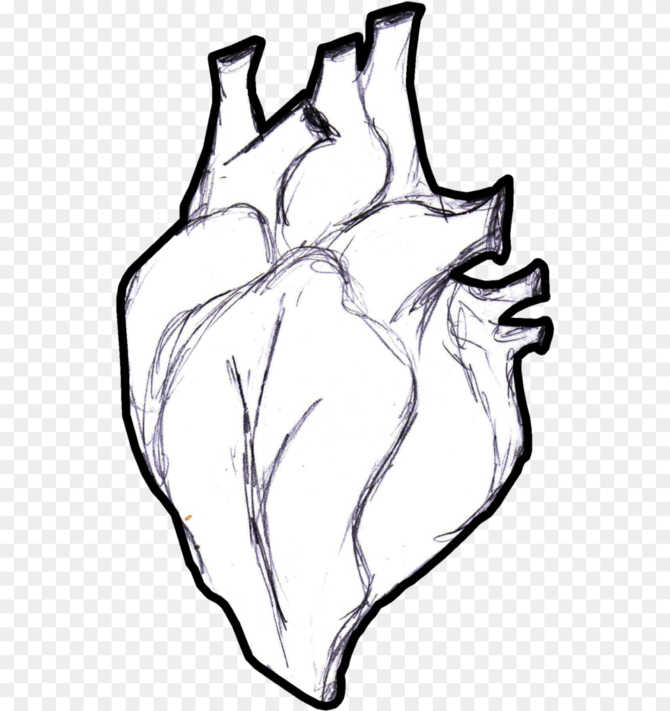 Real At Getdrawings Com Heart Anatomical Sketch, Adult, Seashell, Sea Life, Person Free Transparent Png