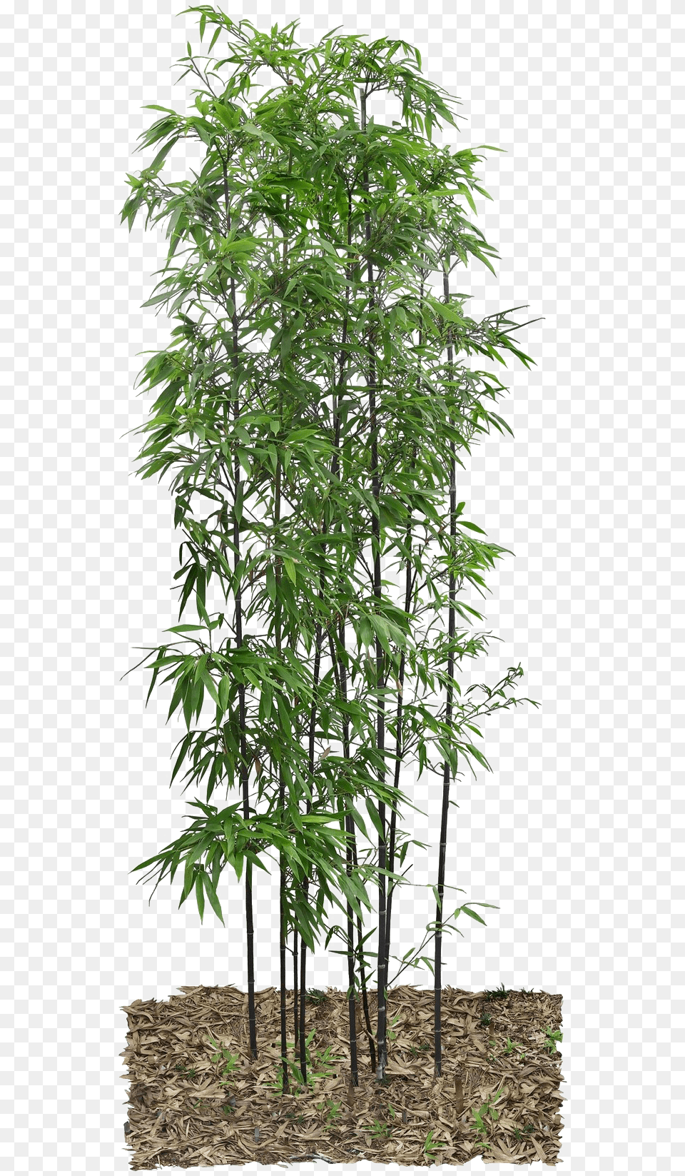 Real Bamboo Tree Transparent Images Bamboo, Plant, Grove, Land, Nature Png