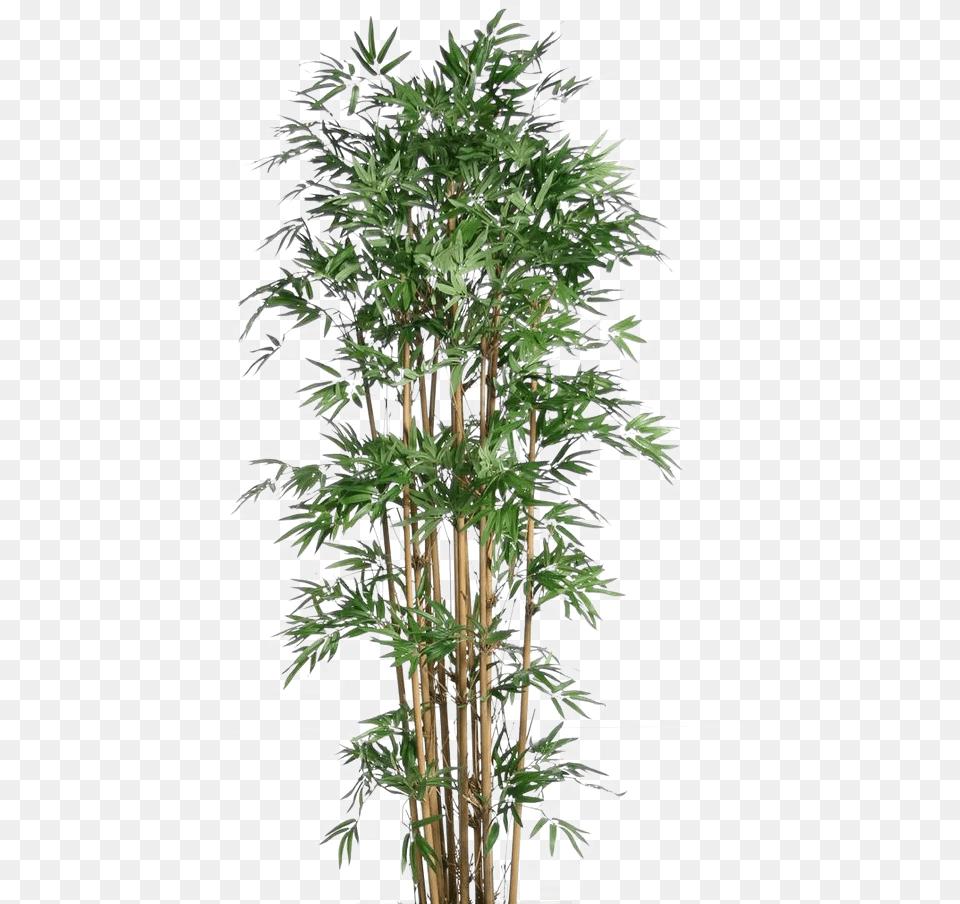 Real Bamboo Tree Transparent Images Bamboo Plants, Plant, Vegetation Free Png