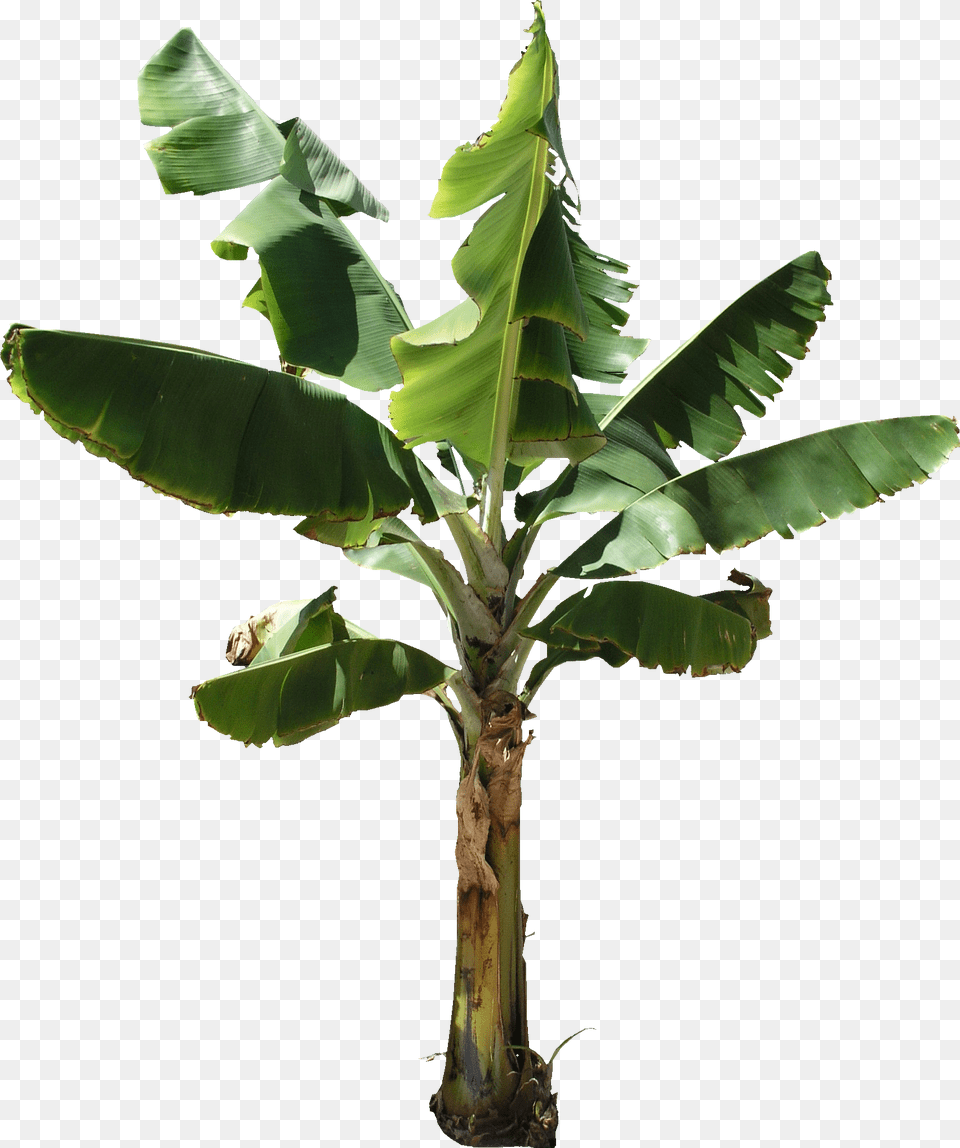 Real Banana Tree, Food, Fruit, Leaf, Plant Free Transparent Png