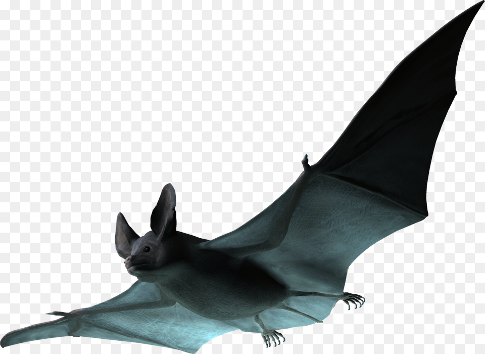 Real Bat, Animal, Mammal, Wildlife, Fish Free Png