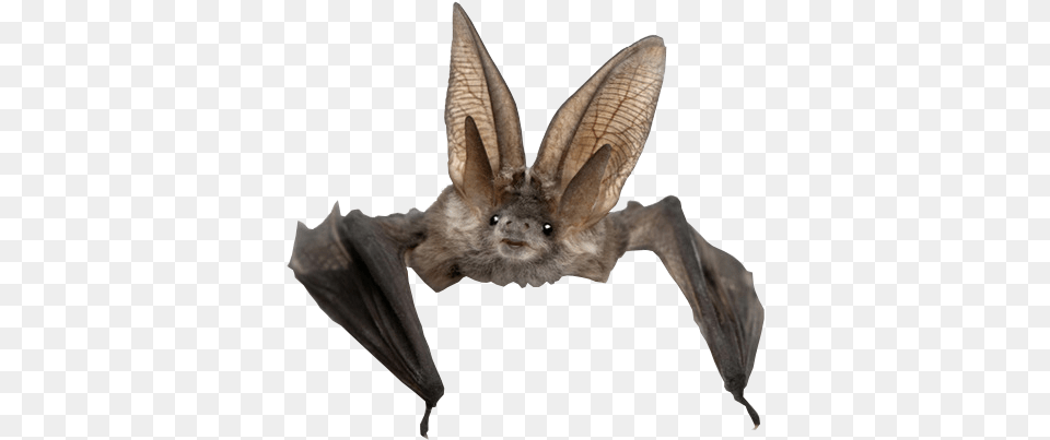 Real Bat Background Bat, Animal, Mammal, Wildlife, Antelope Free Png Download