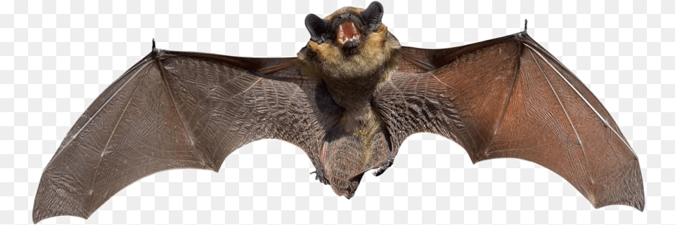 Real Bat Background Image Bat, Animal, Mammal, Wildlife, Fish Free Png Download