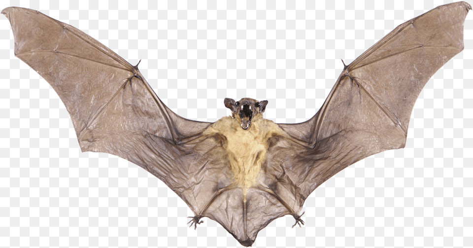 Real Bat Image With Transparent Background Real Bat, Animal, Mammal, Wildlife Free Png Download