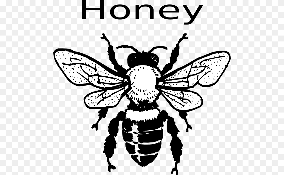 Real Bee Clipart Black And White, Animal, Honey Bee, Insect, Invertebrate Free Transparent Png