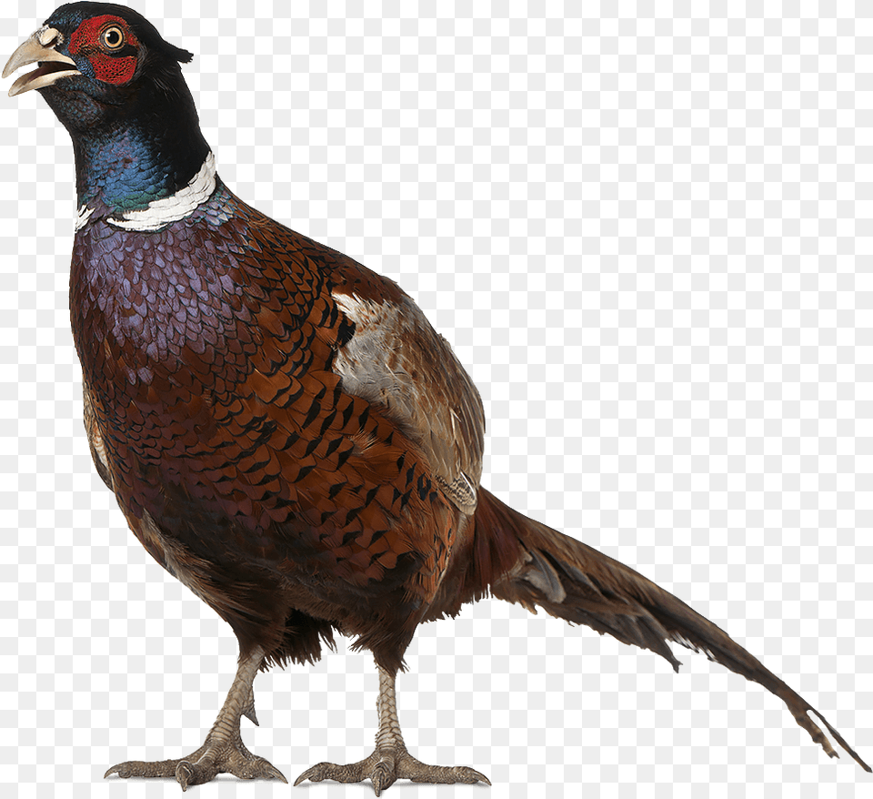 Real Birds Pheasant, Animal, Bird Png Image