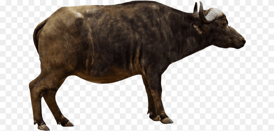 Real Bison Cape Buffalo Side View, Animal, Bull, Cattle, Livestock Png
