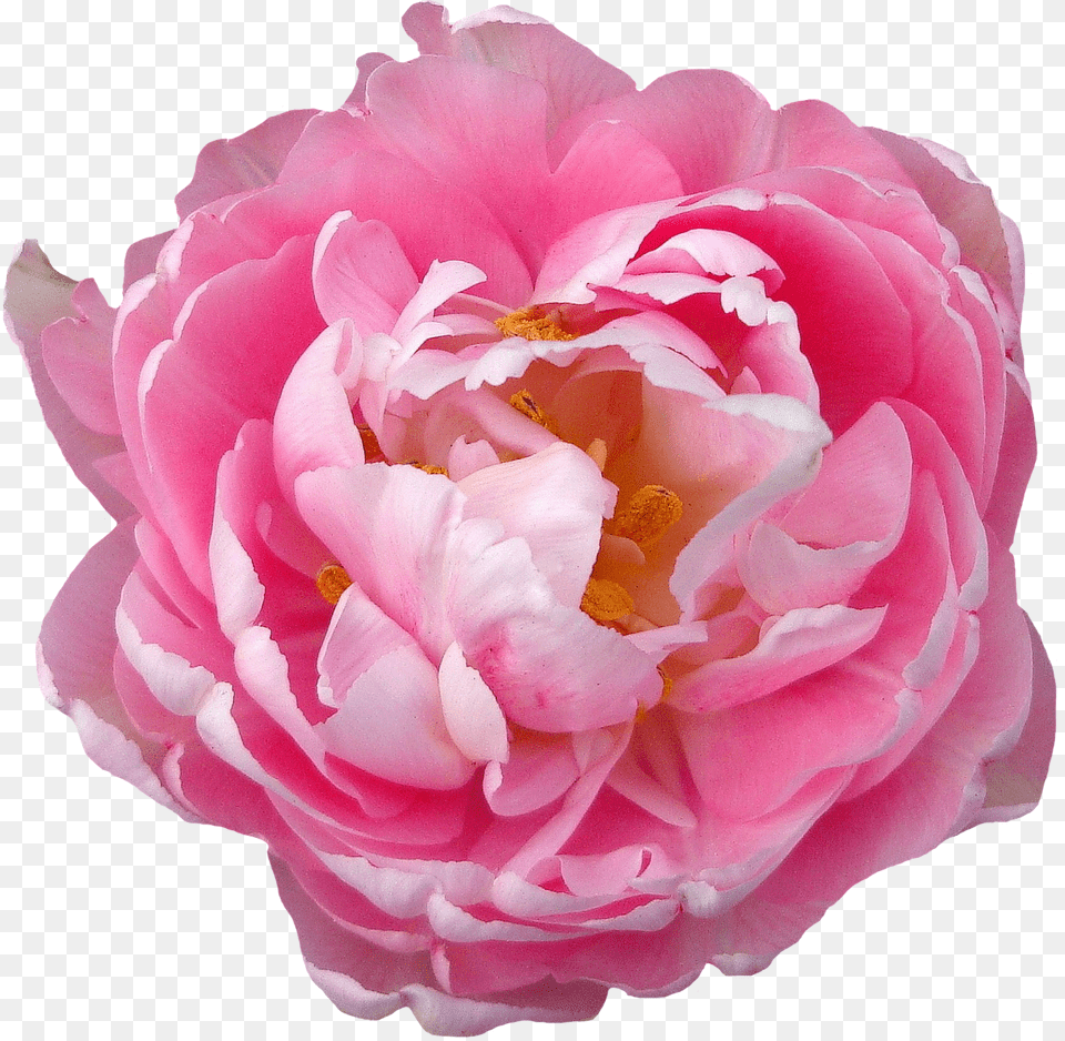 Real Bloom Flower, Plant, Rose, Petal, Peony Png Image