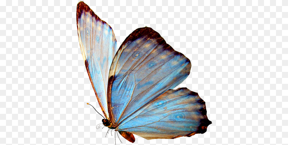 Real Blue Butterfly, Animal, Insect, Invertebrate Free Transparent Png