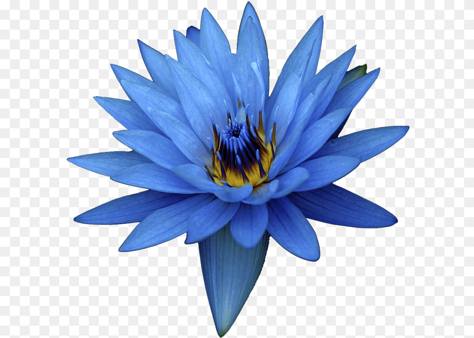 Real Blue Lotus Flower, Lily, Plant, Pond Lily Png