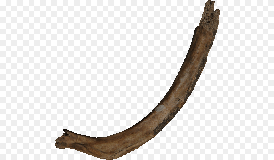 Real Bone, Wood Png