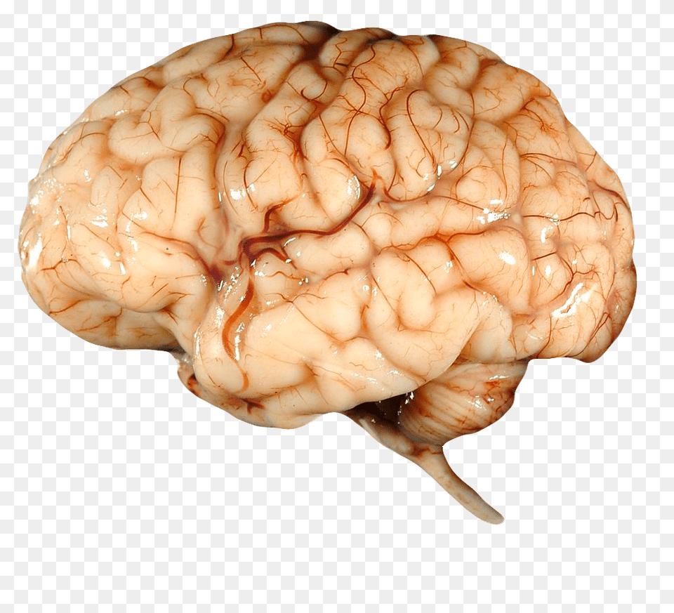 Real Brain, Flower, Plant, Rose Png
