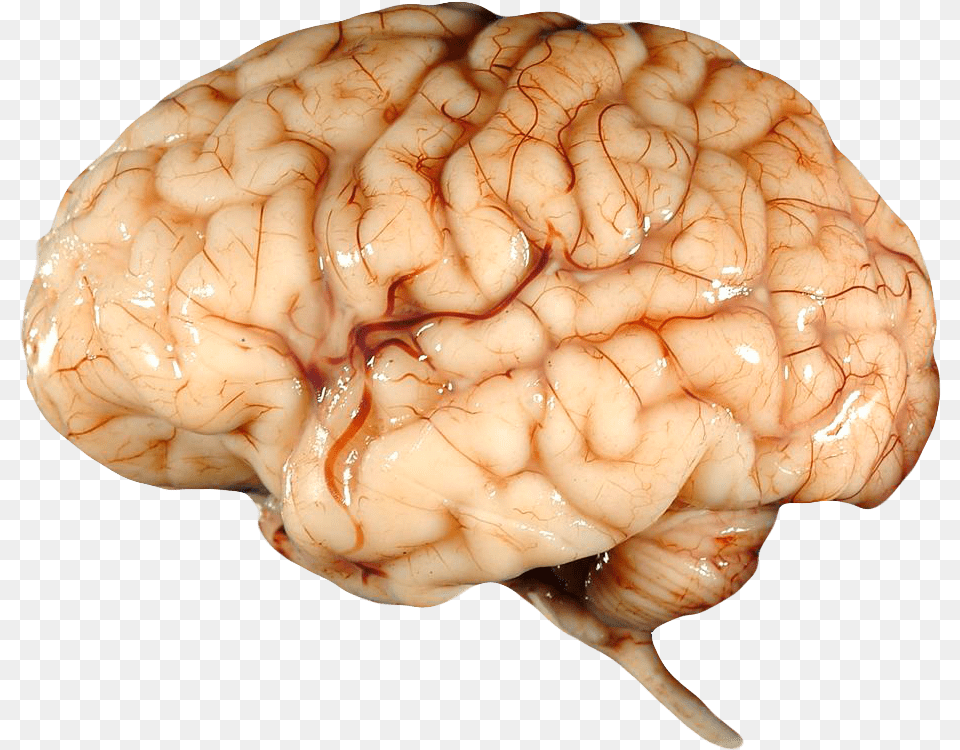 Real Brain Transparent Human Brain, Accessories, Jewelry, Ornament, Plant Png
