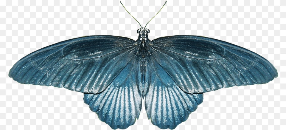 Real Butterfly Butterfly, Animal, Insect, Invertebrate, Moth Png