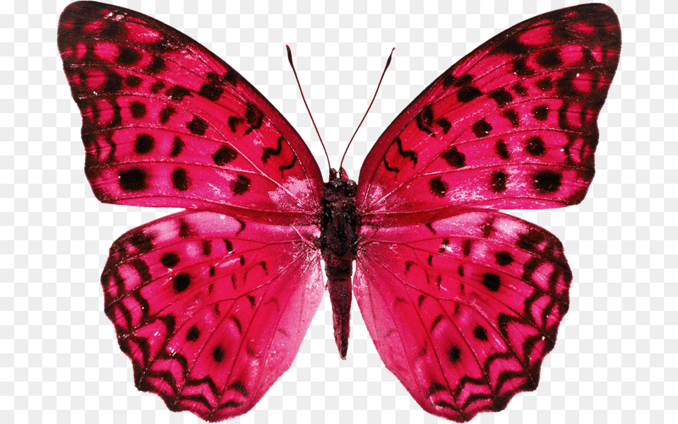 Real Butterfly Hd, Animal, Insect, Invertebrate Png Image