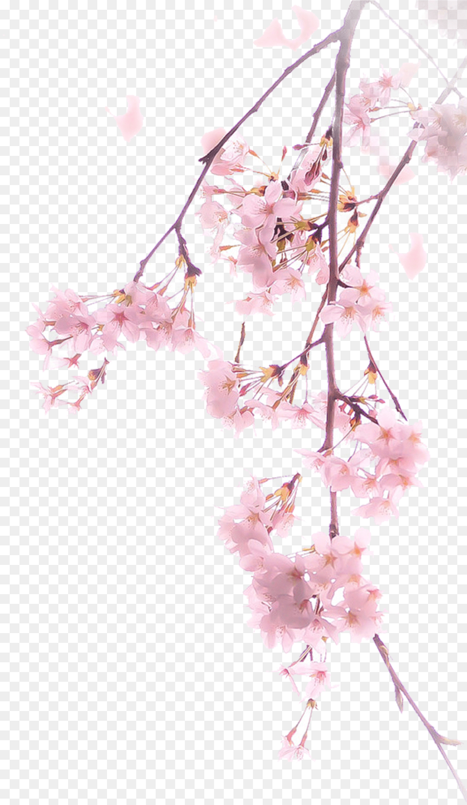 Real Cherry Blossom, Flower, Petal, Plant, Leaf Free Transparent Png