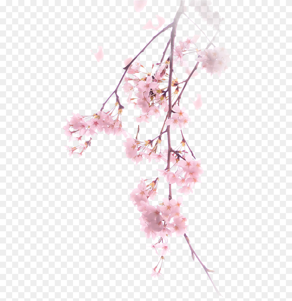 Real Cherry Blossom Transparent Cherry Blossom Sakura, Plant, Flower, Cherry Blossom, Petal Free Png Download