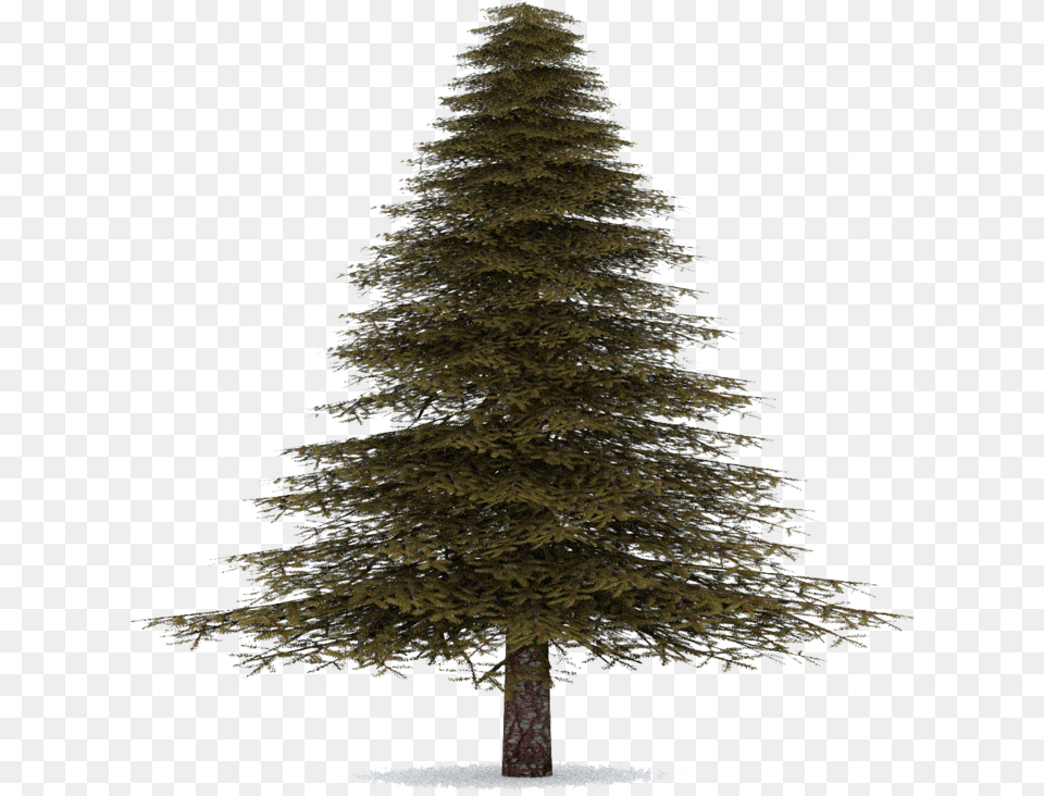 Real Christmas Tree, Fir, Pine, Plant, Conifer Png Image