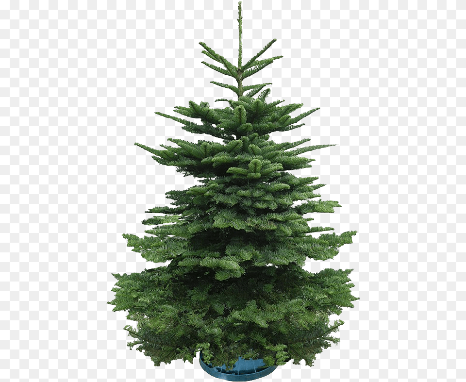Real Christmas Tree 45 Feet Boreal Conifer, Fir, Pine, Plant Free Png