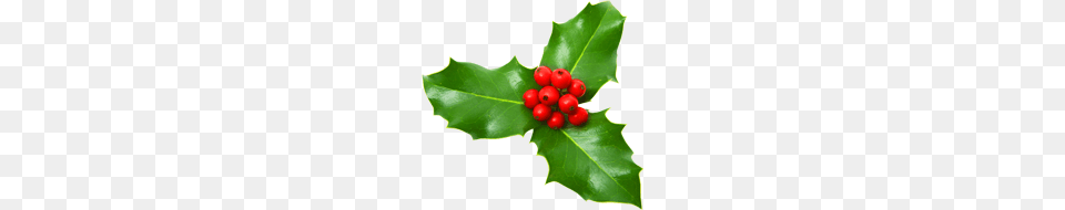 Real Christmas Trees For Sale London, Leaf, Plant, Food, Fruit Free Png Download