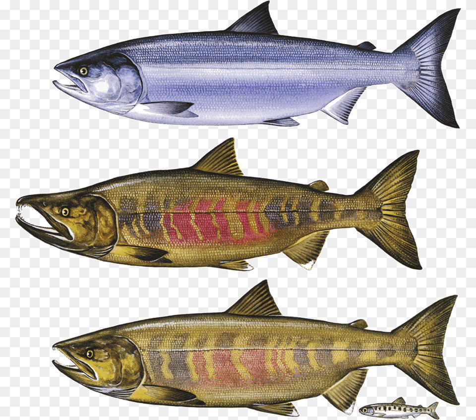 Real Chum Salmon Chum Salmon, Animal, Coho, Fish, Sea Life Free Png